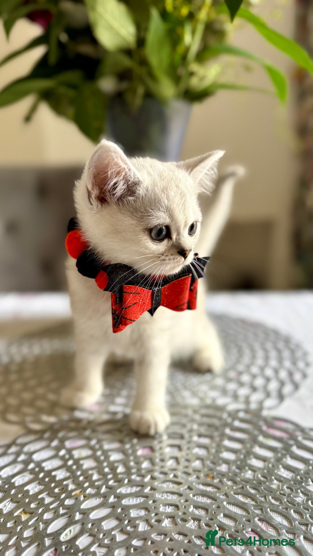 Scottish Fold cats for sale: Two Scottish Straight Boys  - Image 4