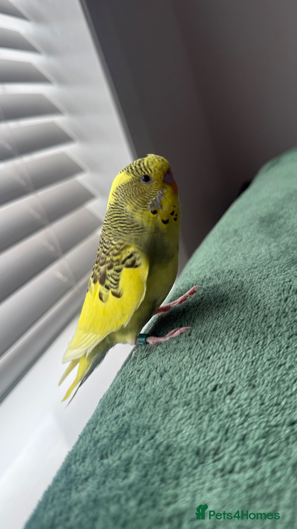 Budgerigars birds Budgie - Advert 1