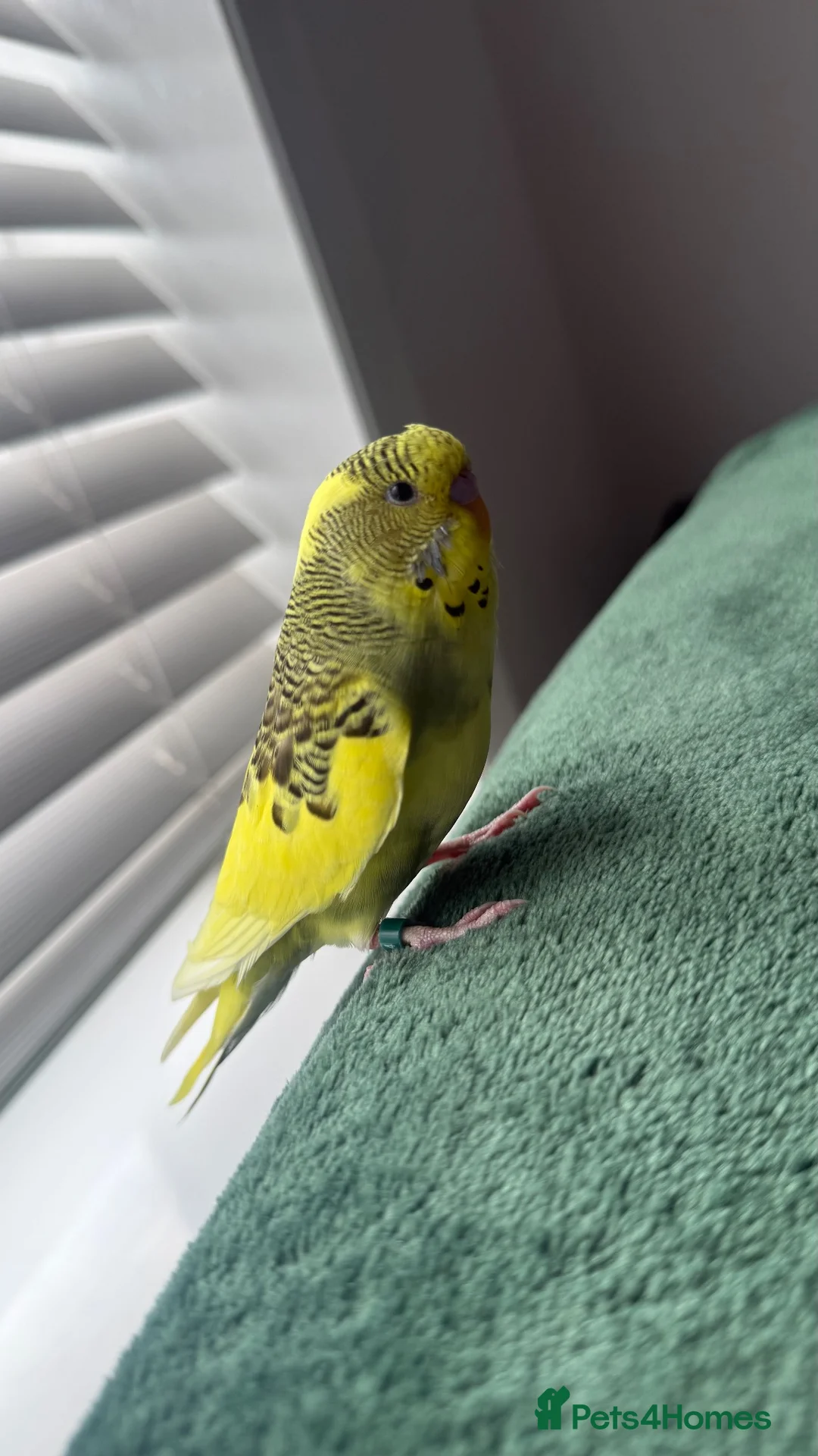 Budgerigars birds for sale: Budgie in Redditch - Advert 1