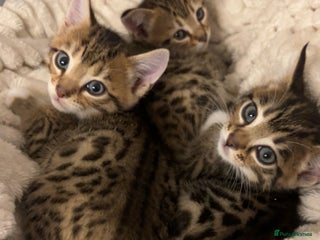 Bengal cats for sale - Advert 1