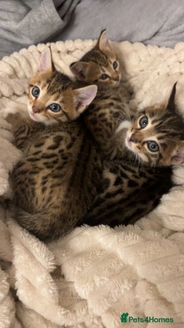 Bengal cats - Advert 1