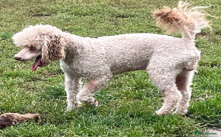 Toy Poodle dogs in Rowlands Gill - Advert 14
