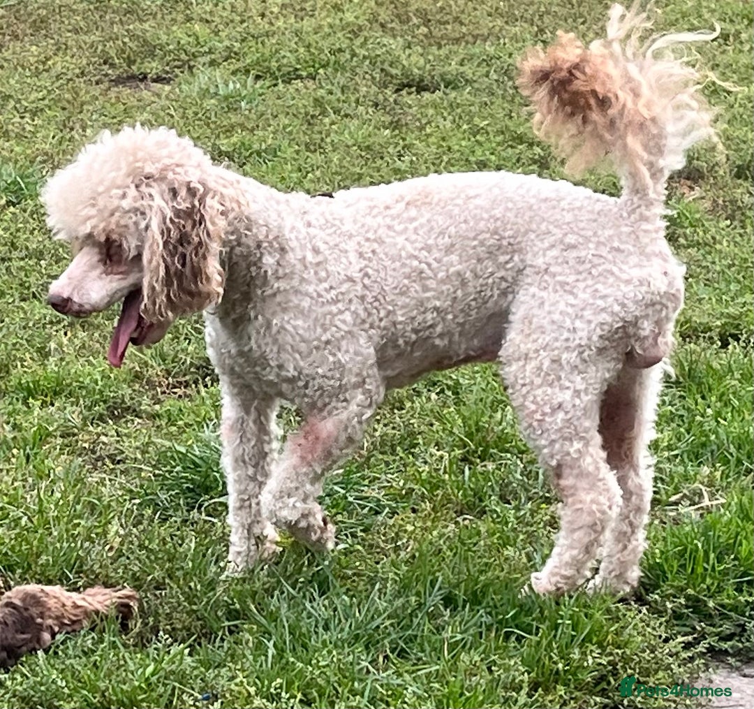 Toy Poodle dogs for stud: Toy poodle available for stud  in Rowlands Gill - Image 1