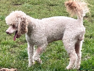 Toy Poodle dogs in Rowlands Gill - Advert 3