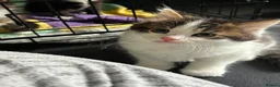 Domestic Shorthair cats for adoption: Adorable Kittens - Adopt  Cats in Crisis EastLdn - Advert 7