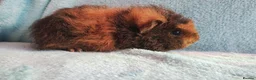 Guinea Pig rodents for sale: Funky baby boy guinea pigs ready now  - Advert 5