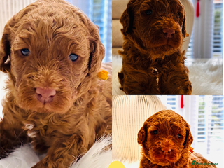 Labradoodle dogs Priemium Multigen Labradoodle Puppies - Advert 1