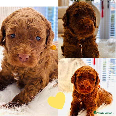 Labradoodle dogs Priemium Multigen Labradoodle Puppies - Advert 5