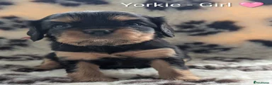 Yorkie - Girl