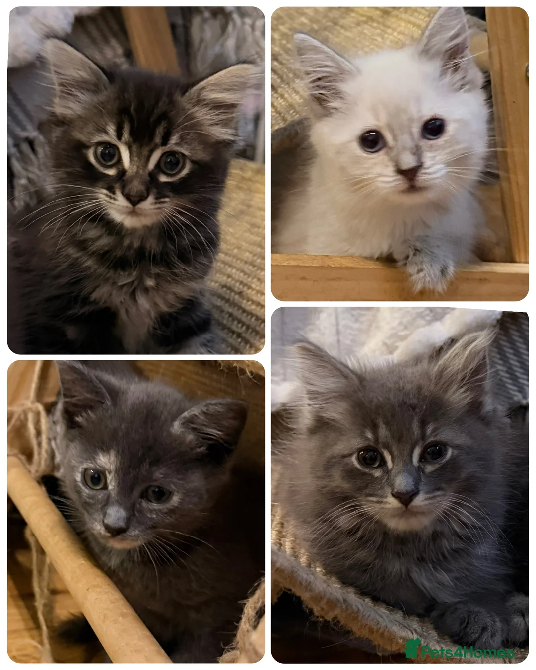 Ragdoll cats for sale: Discover the Wonder of Cherubim Ragdoll Kittens - Advert 1