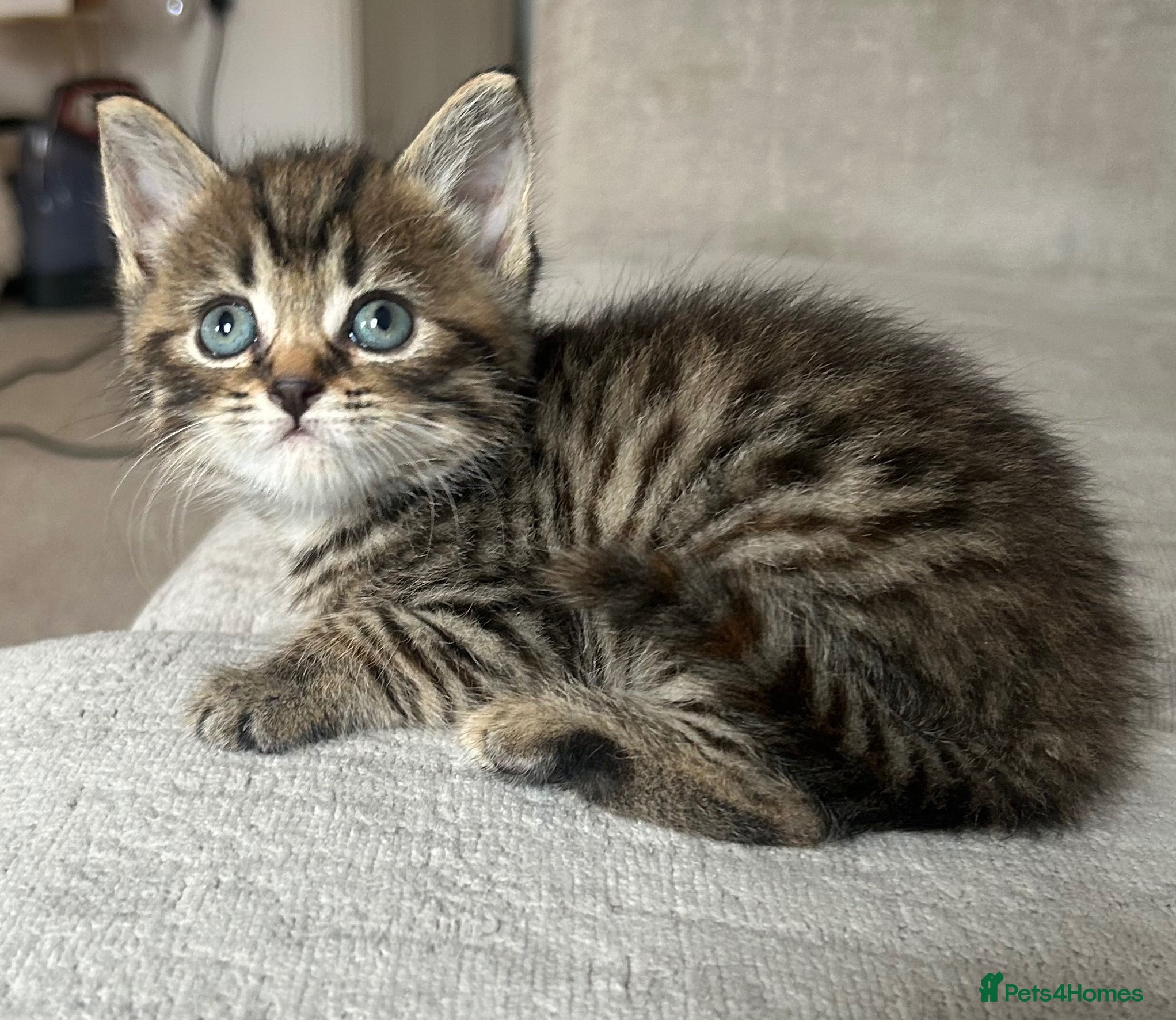 Mixed Breed cats 8 week old little boy & Stunning tabby girl - Advert 7
