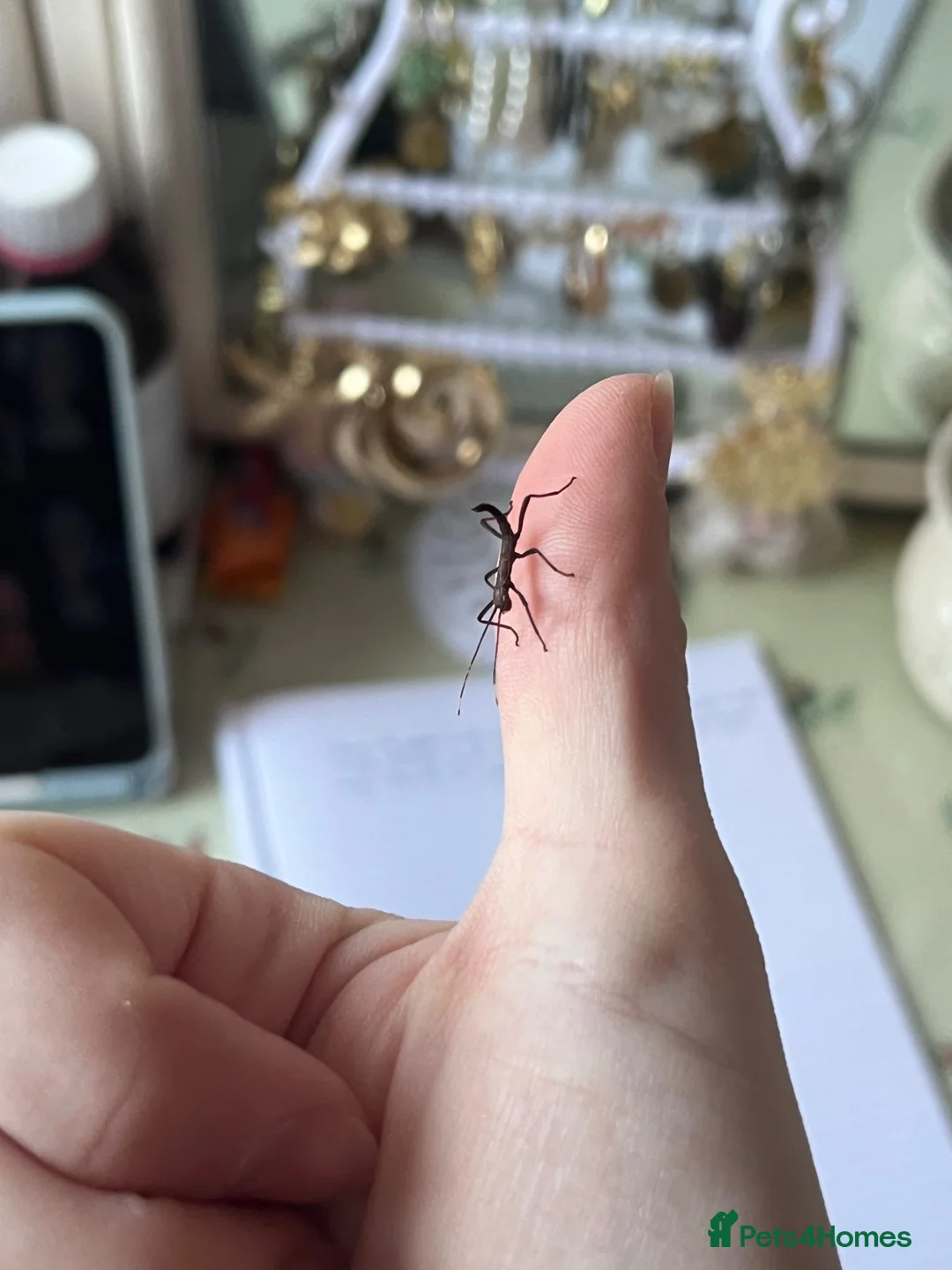 Stick Insects invertebrates for sale: Black Beauty stick insect nymphs for sale in Milford Haven - Advert 1