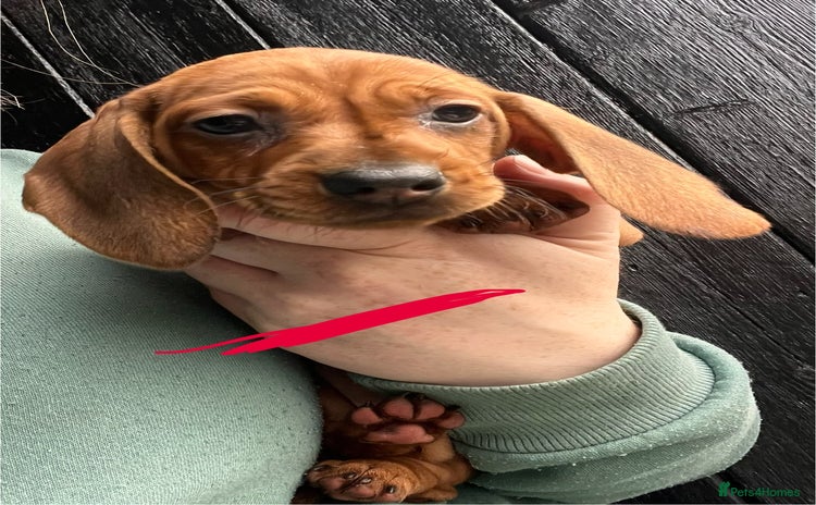 Dachshund dogs - Advert 7