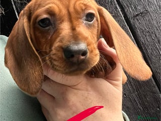 Dachshund dogs - Advert 33