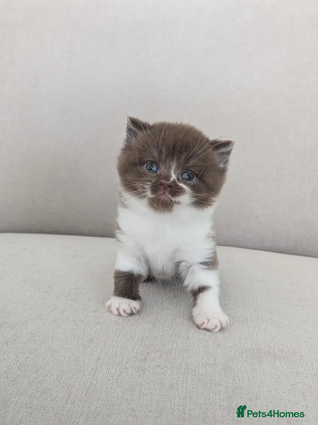 British Shorthair cats for sale: GCCF registered Pedigree British Shorthair Kittens - Advert 13