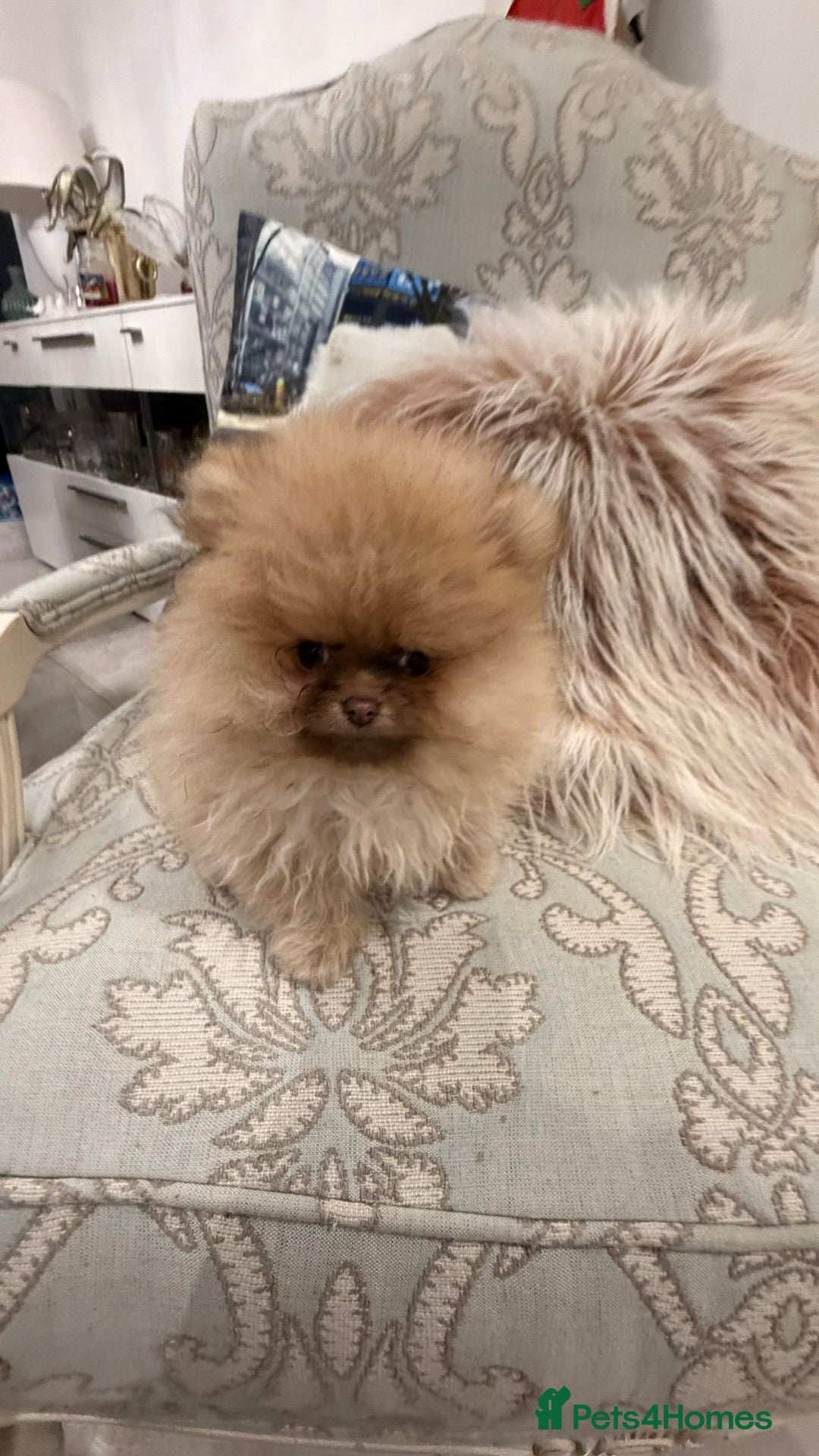 Pomeranian dogs for sale: Stunning littler of KC Pom puppies - Advert 25