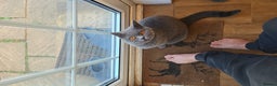 British Shorthair cats for sale: British Shorthair for sale - Advert 4