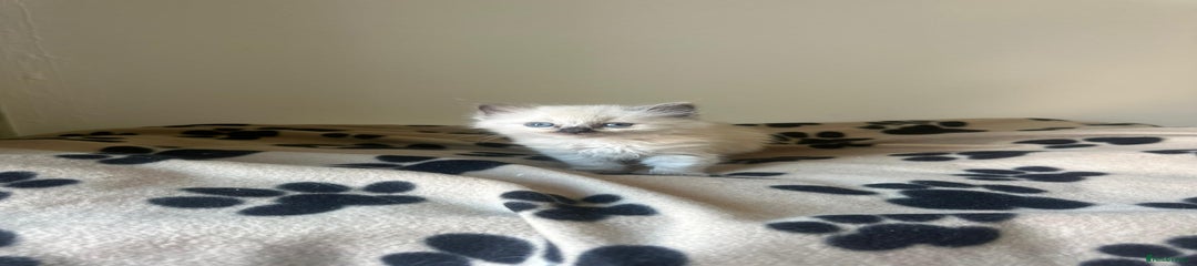 Ragdoll Kitten 2