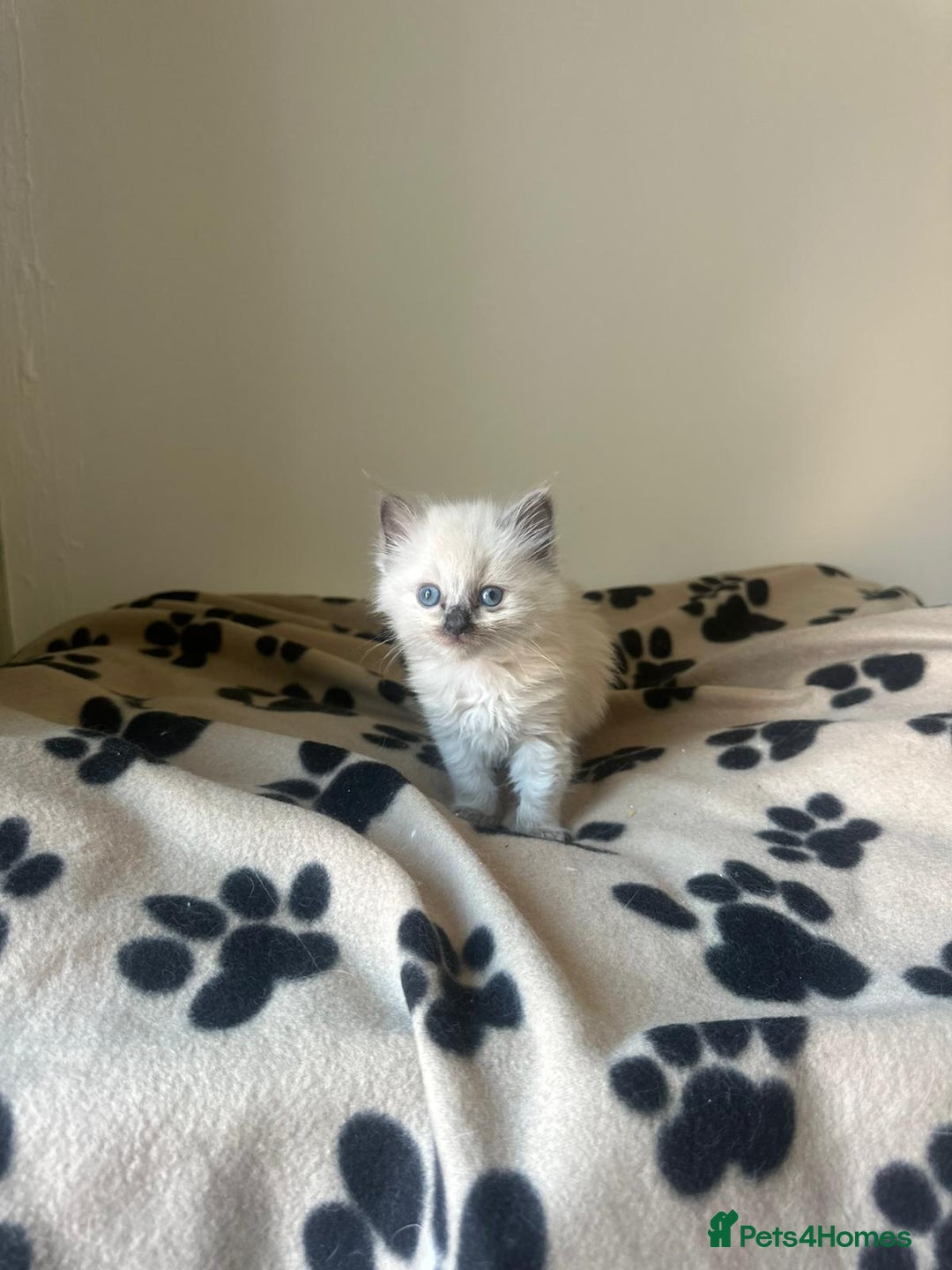 Ragdoll cats for sale: Mink ragdoll kittens - Image 7