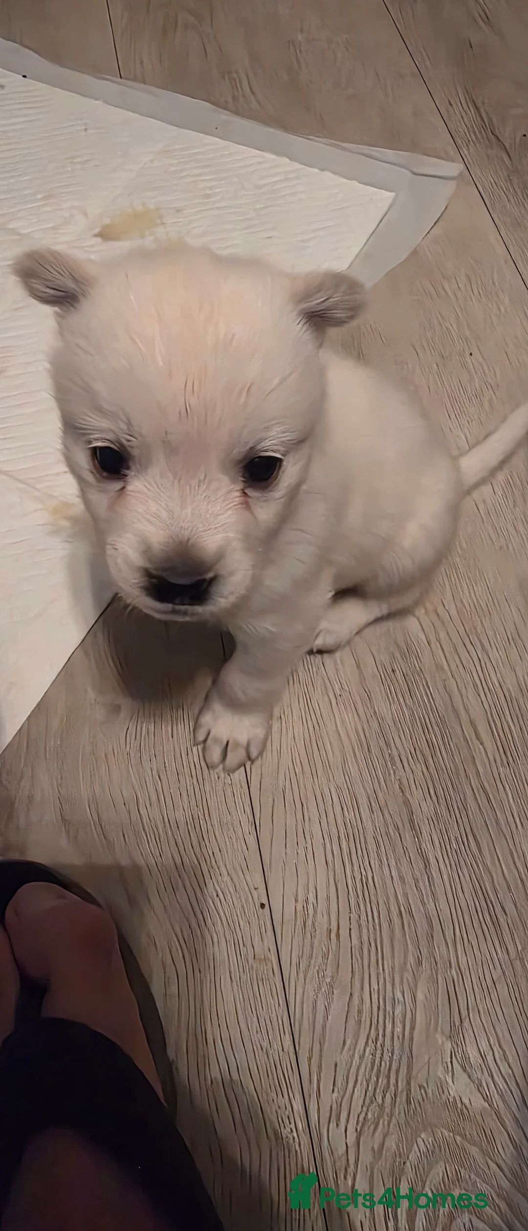 Mixed Breed dogs for sale: adorable male Chowski pup for sale - Advert 32