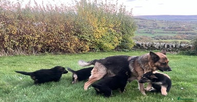 German Shepherd dogs - Advert 1