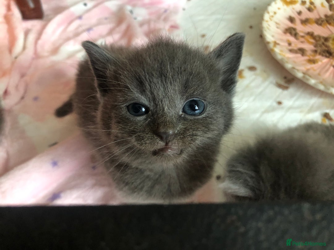 British Shorthair cats for sale: Shorthair x Maincoon kittens for sale - Image 17