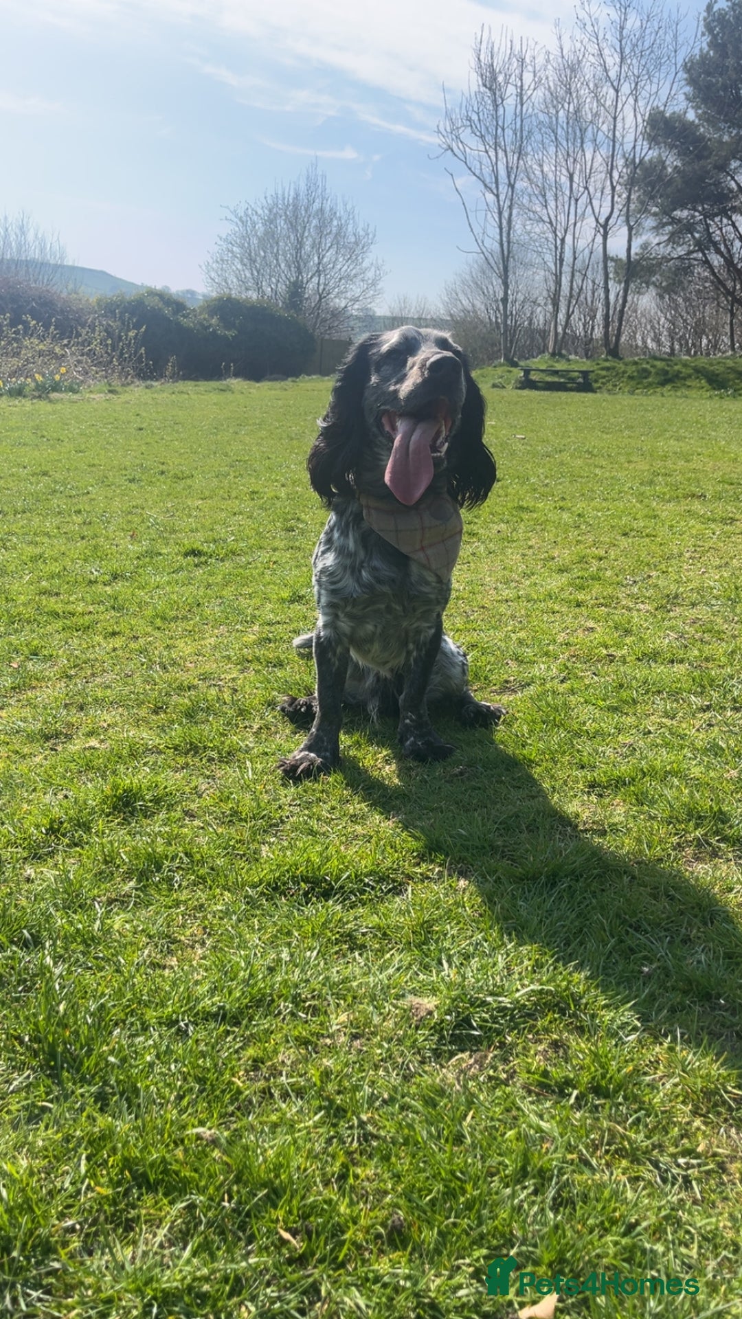 Cocker Spaniel dogs for stud: Stud cocker spaniel - Image 1