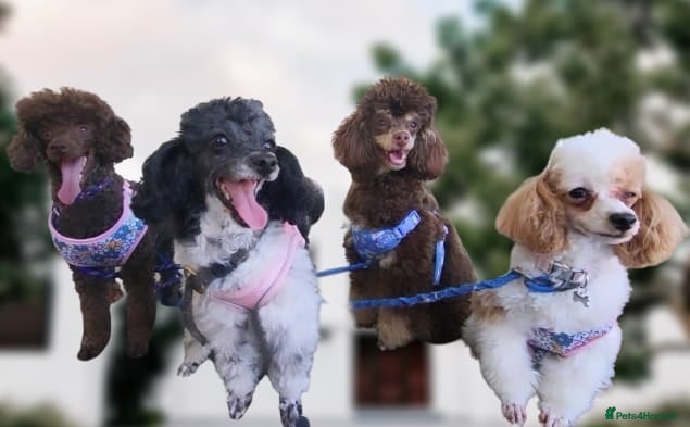 Toy Poodle dogs Precious Teacup Poodle Puppies READY SOON - Advert 6