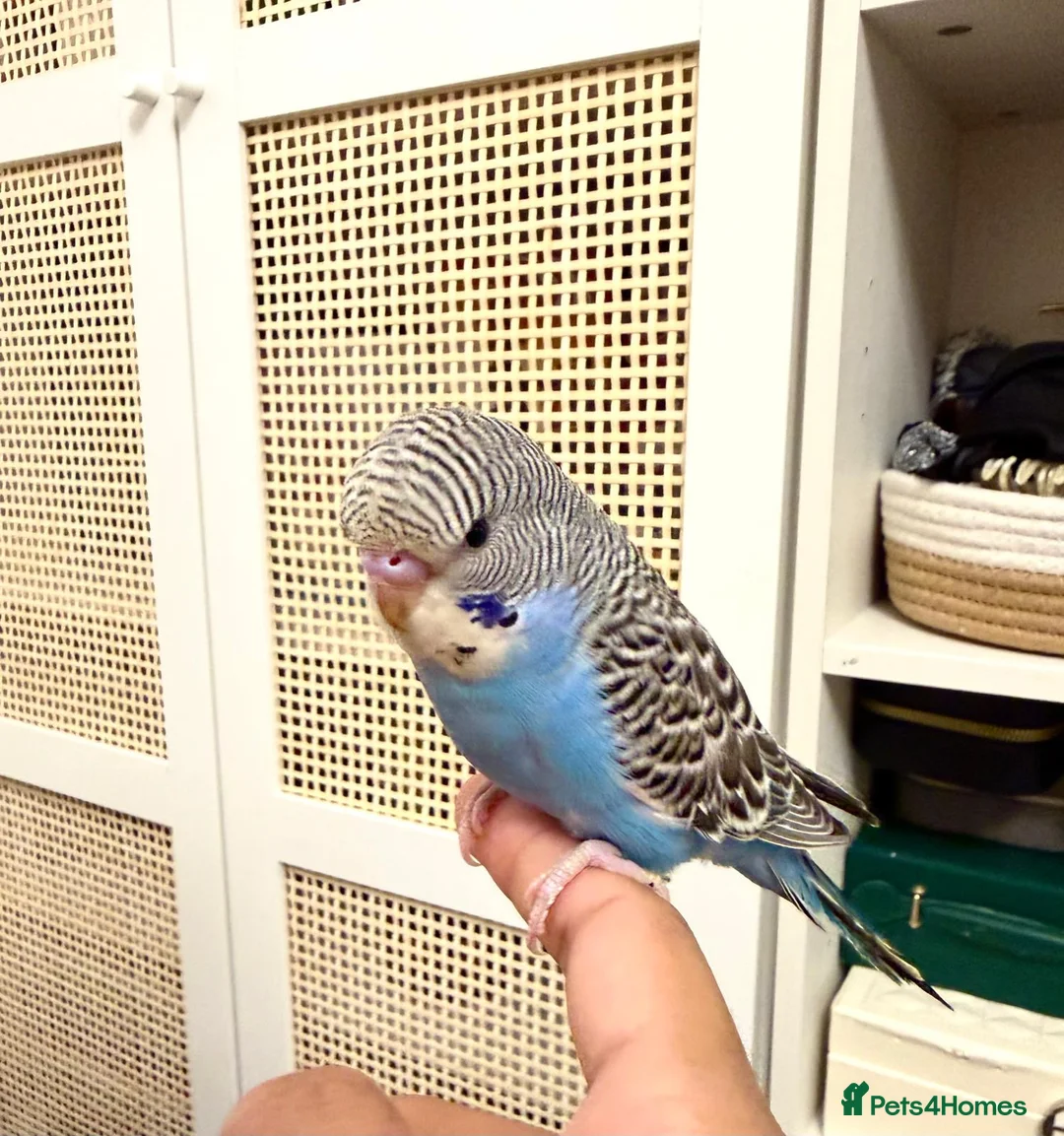 Budgerigars birds for sale: Baby split tcb/bf budgies available w/ full setup - Advert 2