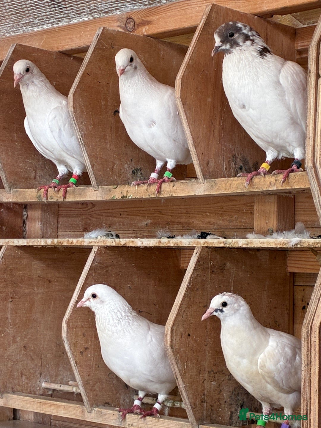 Doves birds for sale: Doves for re-homing - Image 6