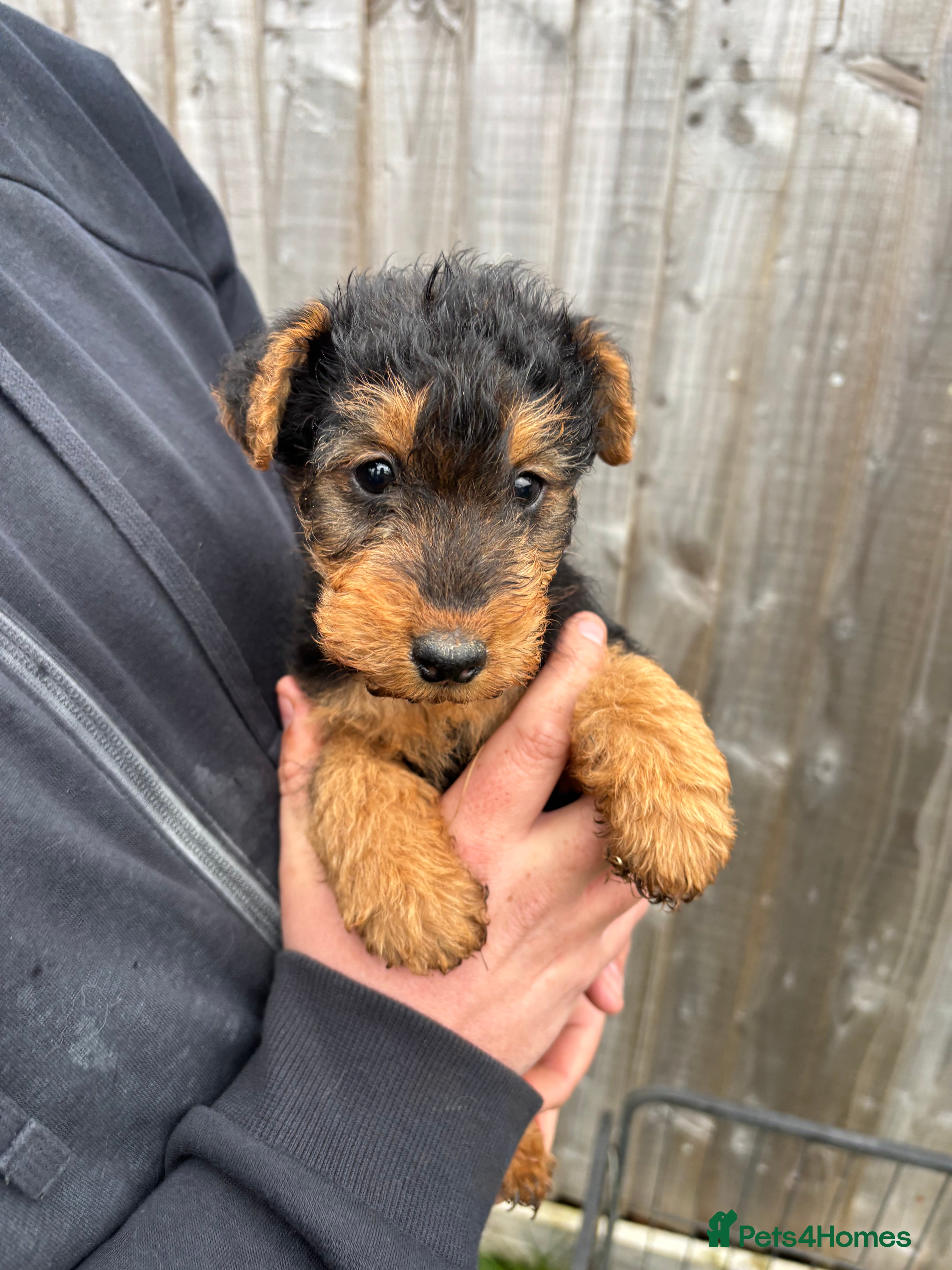 Welsh Terrier dogs Beautiful Welsh Terrier Puppy Ready for Loving  in King's Lynn - Advert 6