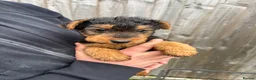Welsh Terrier dogs for sale: Beautiful Welsh Terrier Puppy Ready for Loving  in King's Lynn - Advert 1