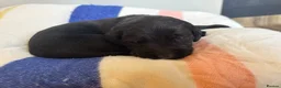Springador dogs for sale: Beautiful F1BB Springador Puppies for Sale 🐾 - Advert 9