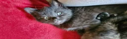 Mixed Breed cats for sale: Maine coon x Bengal  in Maybole - Advert 4