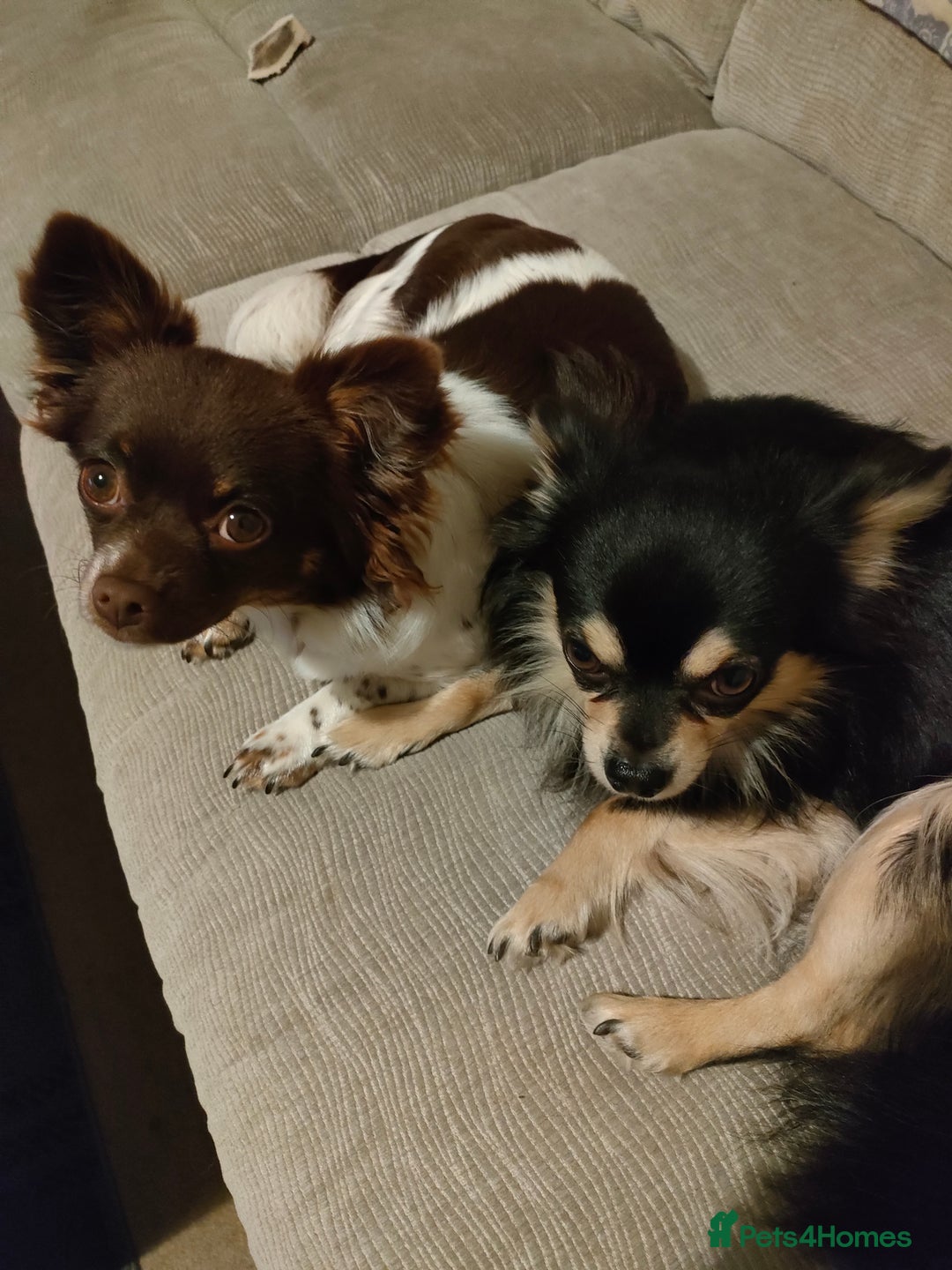 Chihuahua dogs for sale: Chihuahua puppies for sale - Advert 14