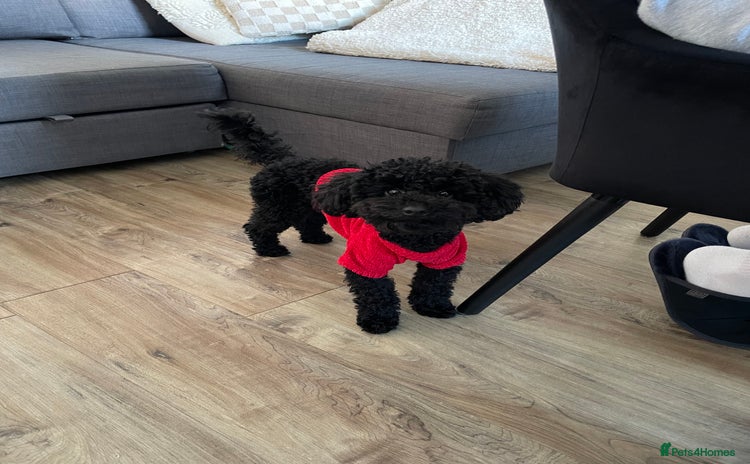 Toy Poodle dogs - Advert 2