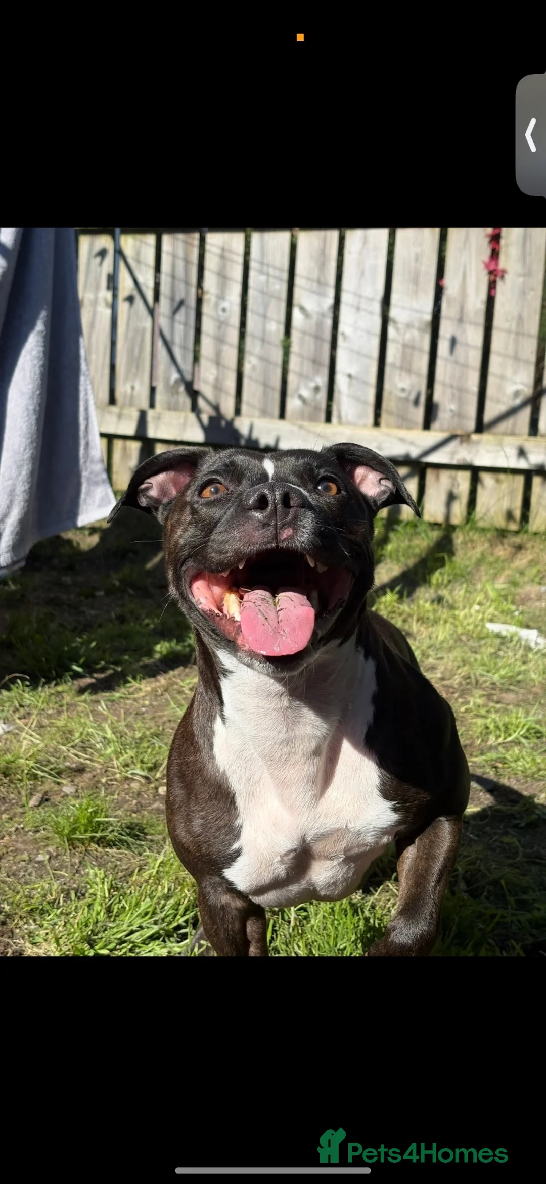Staffordshire Bull Terrier dogs for stud: looking for stud - next season in Oban - Advert 2