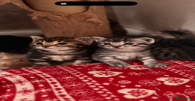 Bengal cats - Advert 1