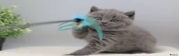 British Shorthair cats for sale: PEDIGREE REGISTERED CHUNKY BRITISH SHORTHAIRS - Advert 17