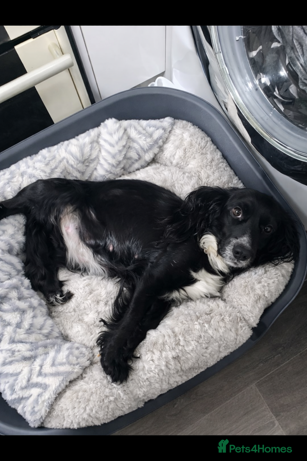 Cocker Spaniel dogs Beautiful Working Cocker Spaniel Puppies - Advert 2