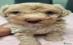 Maltipoo dogs for sale: Beautiful maltipoo puppies - Image 18
