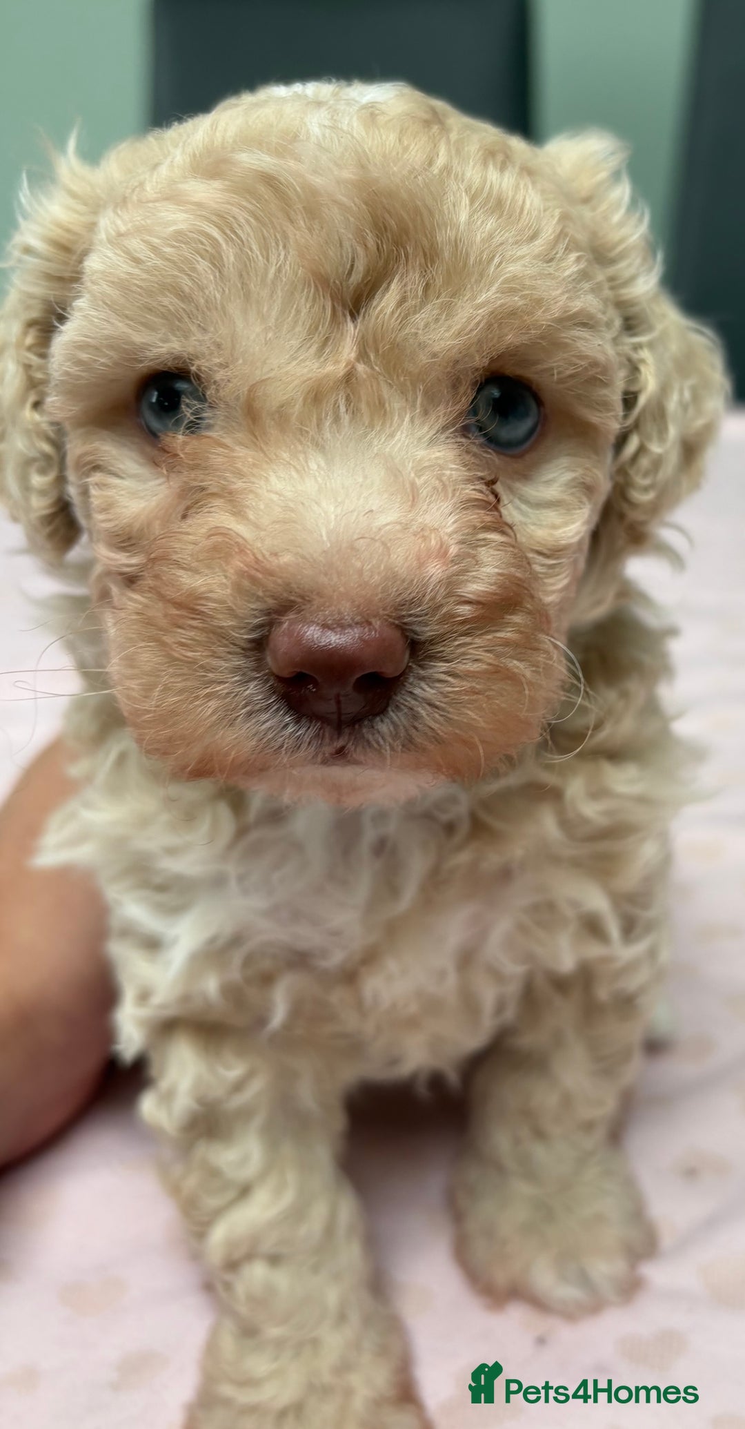 Maltipoo dogs for sale: Beautiful maltipoo puppies - Image 18