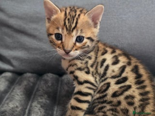 Bengal cats 1 Boy left from litter- TICA Champion lines - Advert 3