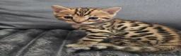 Bengal cats for sale: Waiting list open for kittens 2026-expecting 27.01 - Advert 5