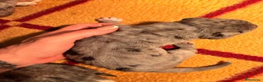 Great Dane 1