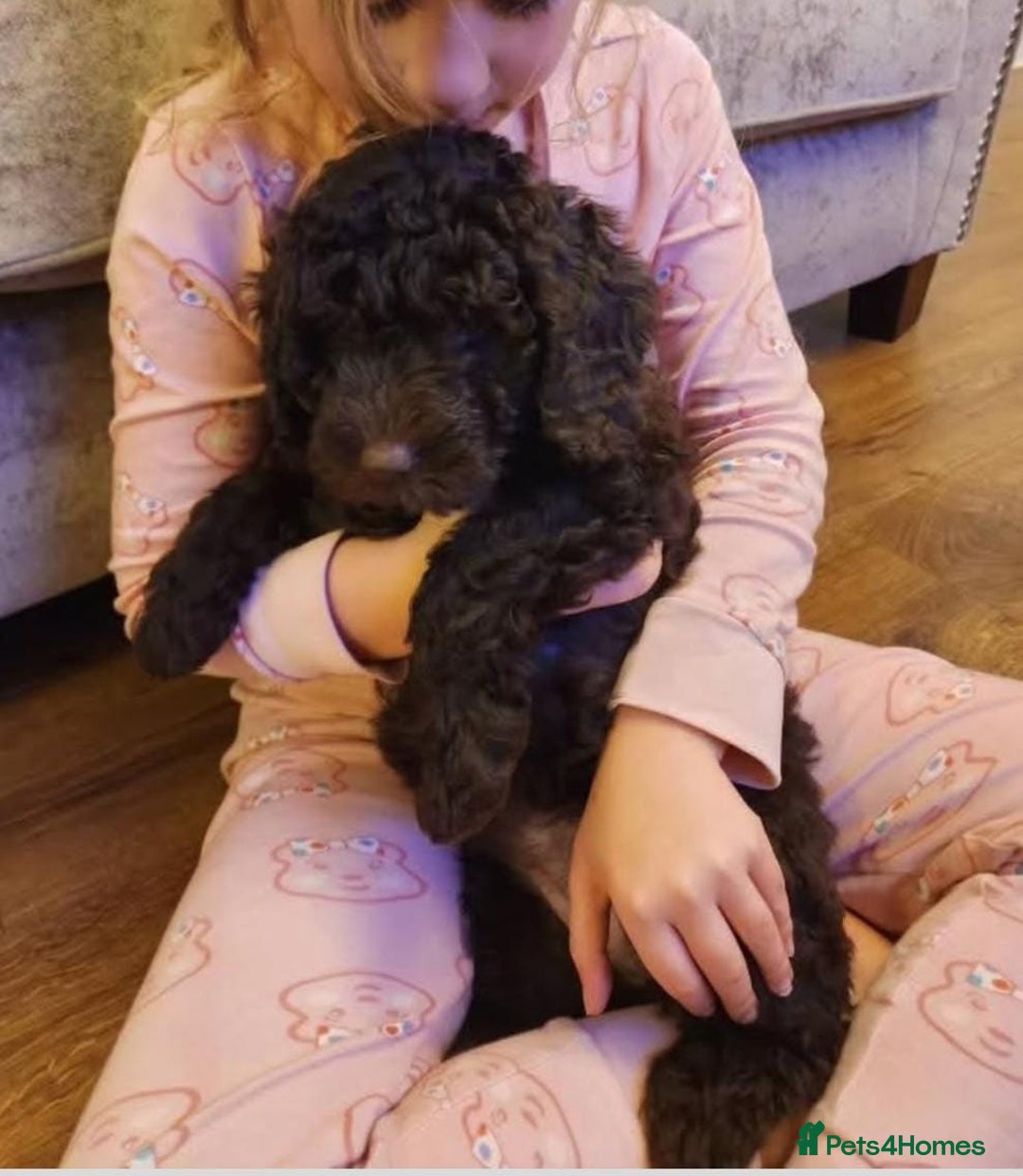 Spanish Water Dog dogs for sale: Spanish Water Dogs - expected in the New Year. - Advert 8