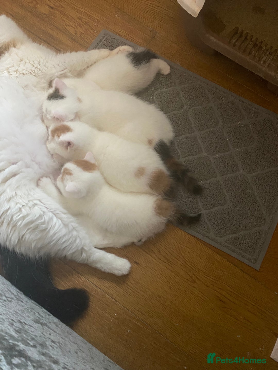 Exotic cats for sale: 🏆PREMIUM QUALITY KITTENS🏆 - Image 11