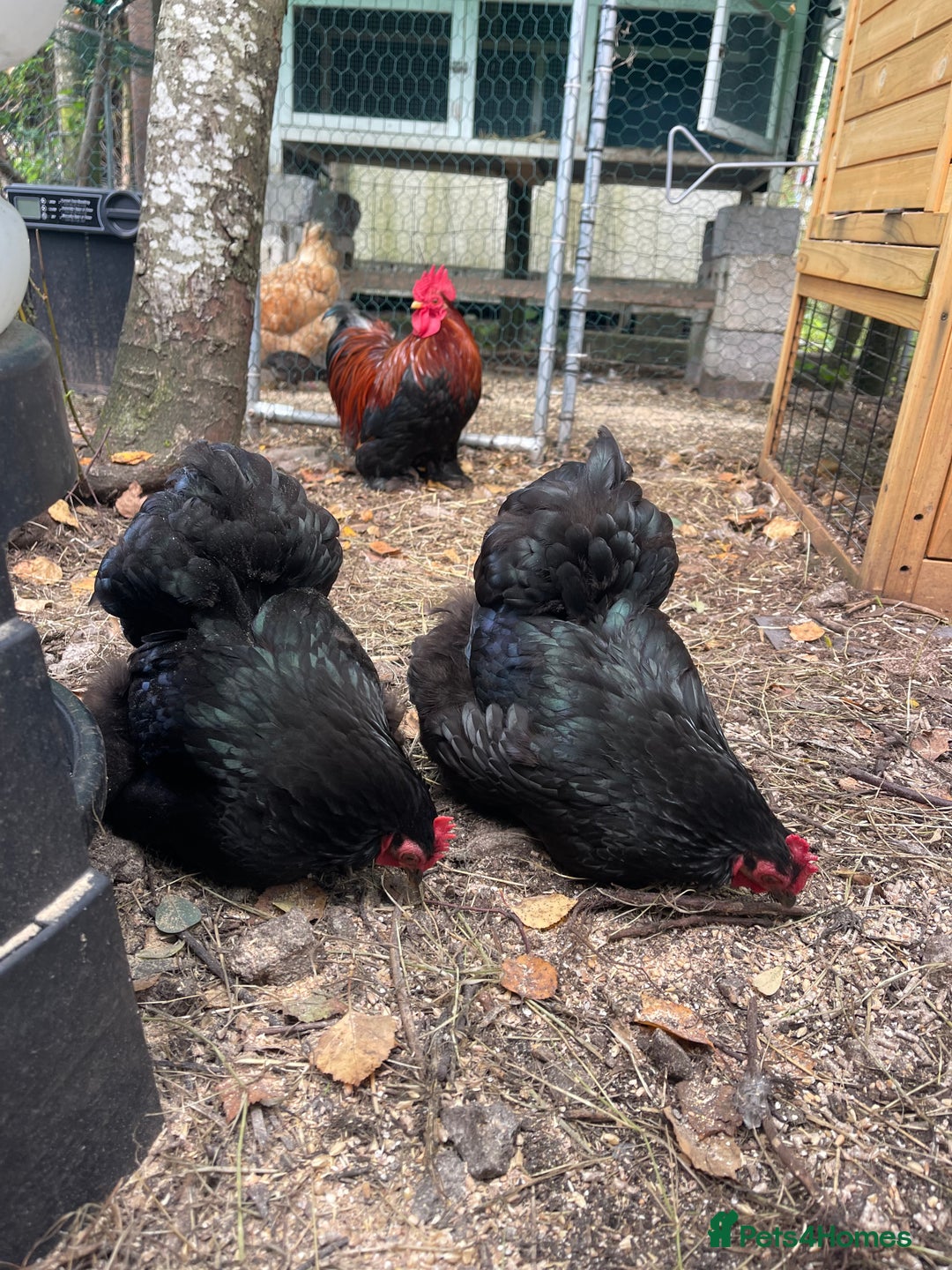 Chickens poultry for sale: Pekin bantam chickens  - Image 2