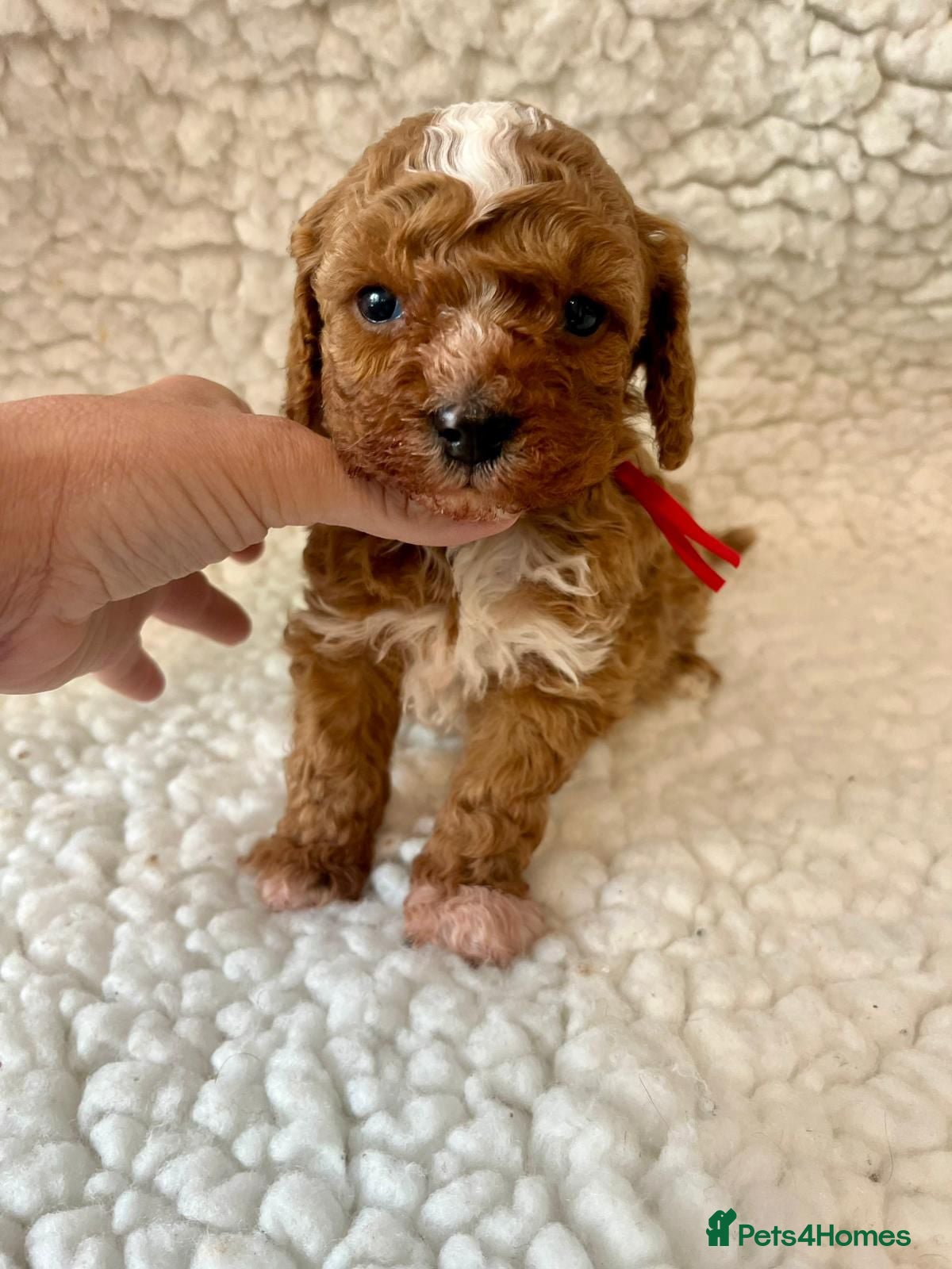 Cavapoo dogs Amazing Quality f1b Toy Cavapoo babies  - Advert 6