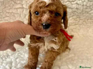 Cavapoo dogs Toy Cavapoo health tested f1b ready to go - Advert 1